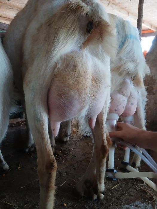 Capre sannen 4 litrii