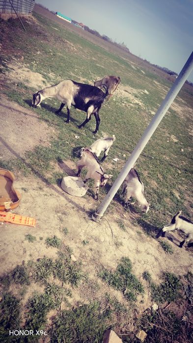 Ешкі  алпейски  екінші  тума