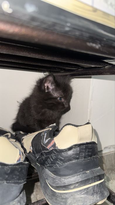 Мысык бериледи тегин