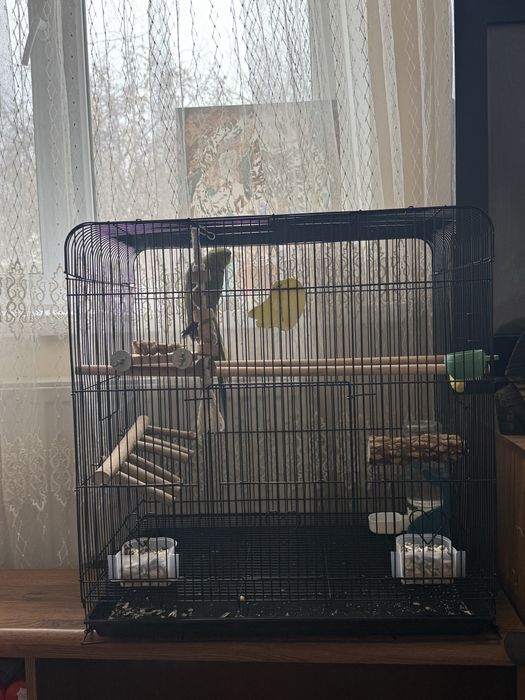 продаеться ожереловый попугай