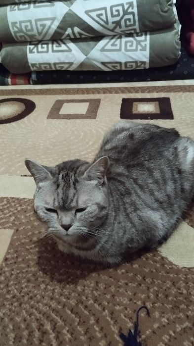 Отдам кота британца