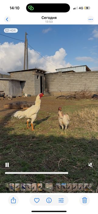 Сатылады пара о шамо