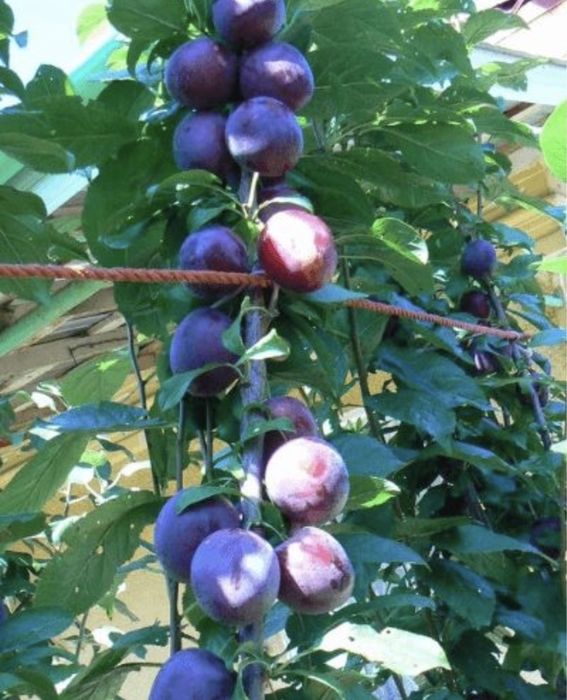 Pomi fructiferi columnari pe rod