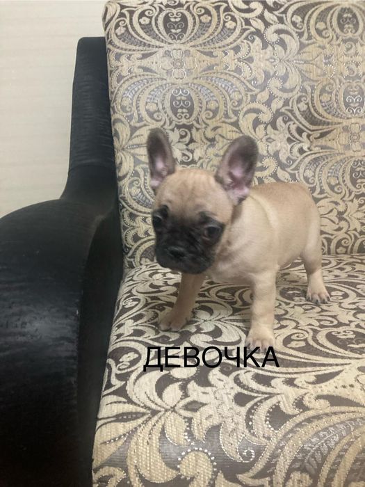 Щенки французского бульдога