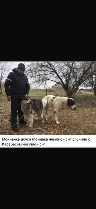 Прямой сын Карабаса ЧМ Снг