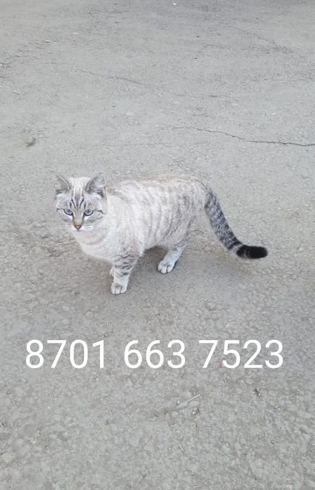 Кошечка ,6,мес.в добрые руки