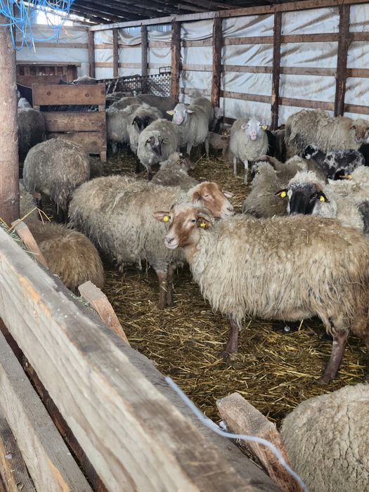 Oi tinere 100 fatate schimb cu auto sau tractor
