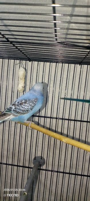 Волнистый попугай!