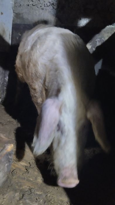 Кабан производитель