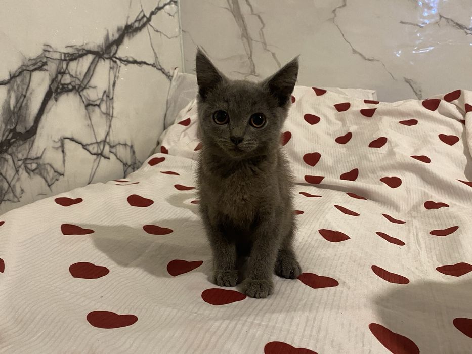 Отдам котят в добрые руки
