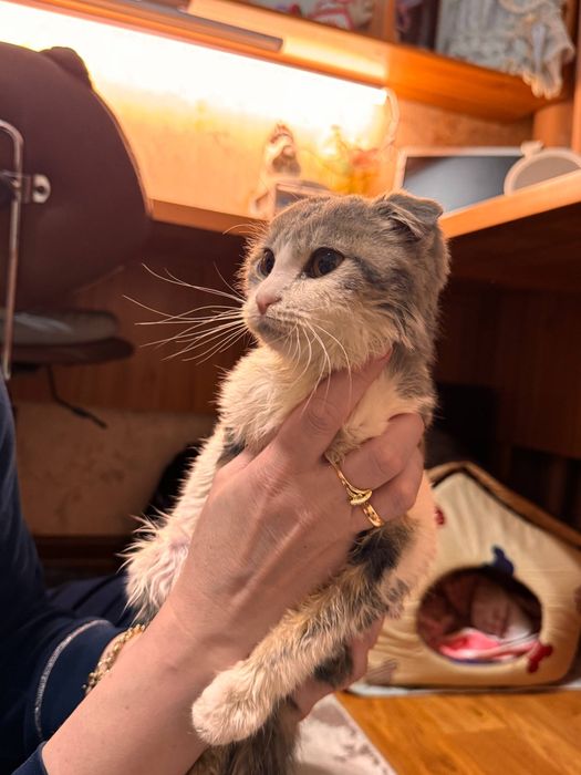 Отдадим котёнка вислоушка девочка 4-5 месяца,