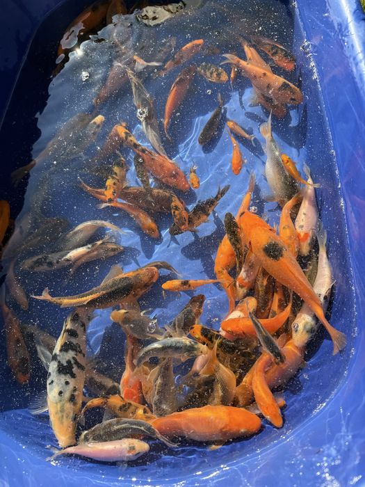 Crapi koi japonezi