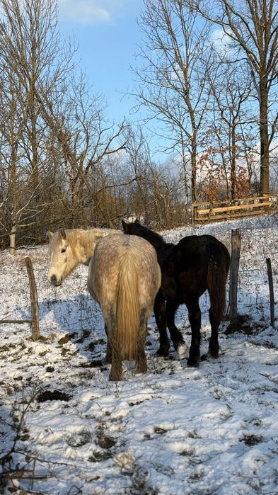 Vând cai/iepe/mânz