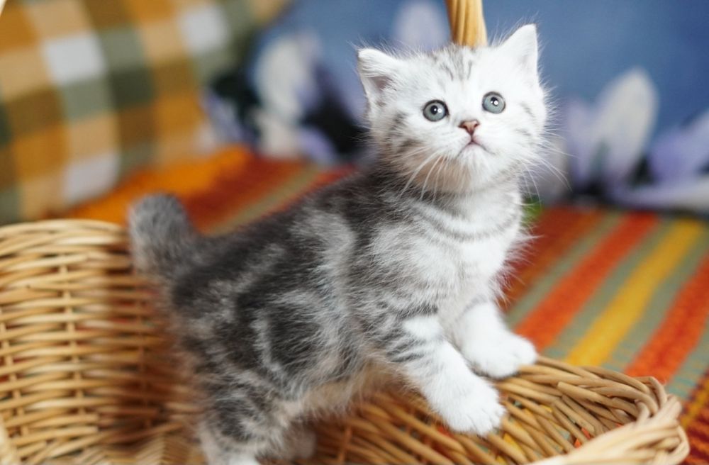 Шотландские котята