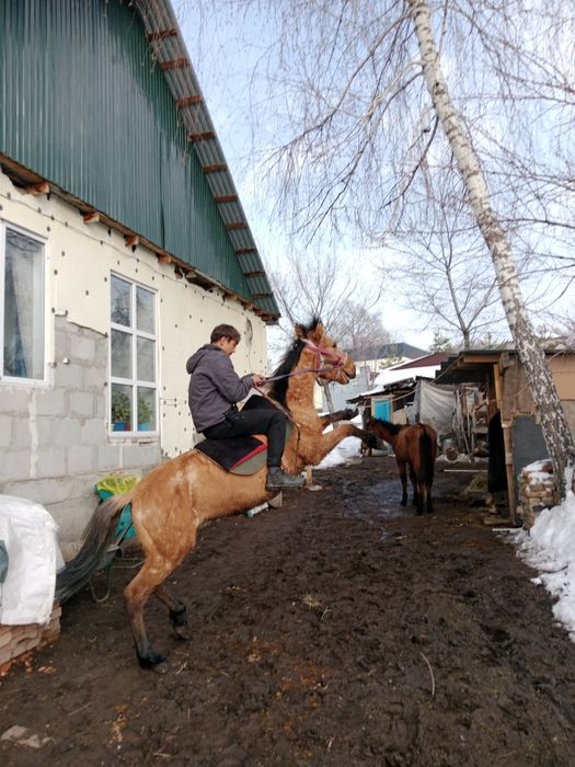 Лошадь Ат кострат
