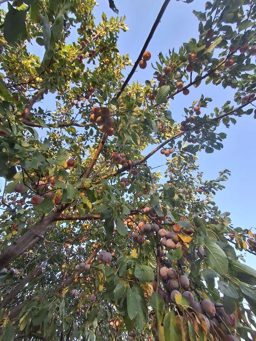 Vând prune pentru dulceață