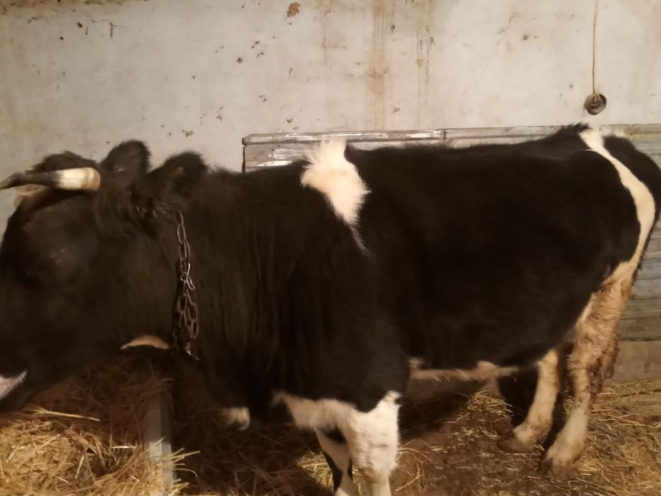 Продам корову  срочно