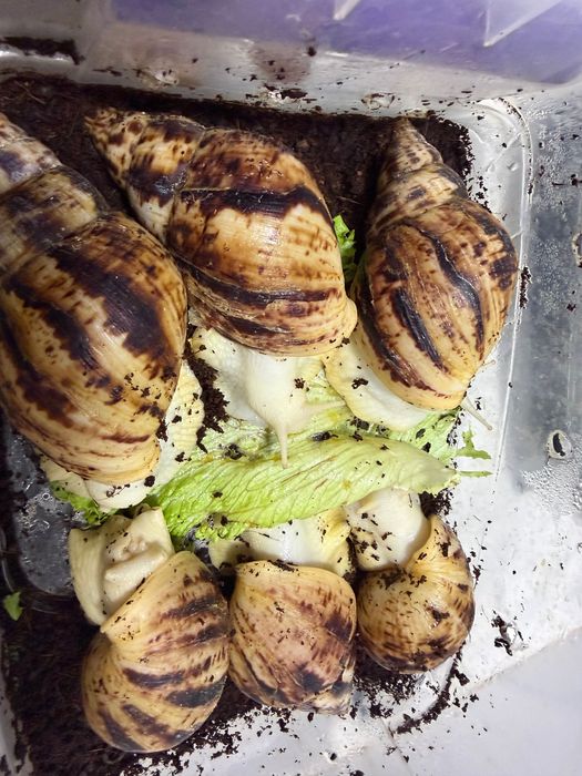 Ulitka sotiladi har xil turda har xil razmerda