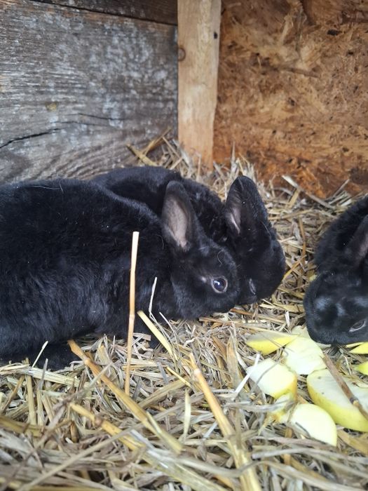 Iepurași rex pitic disponibili