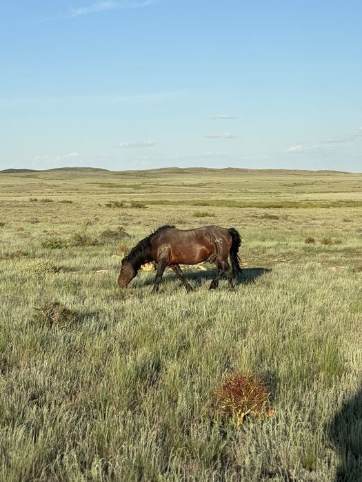 Айғыр сатылады МК