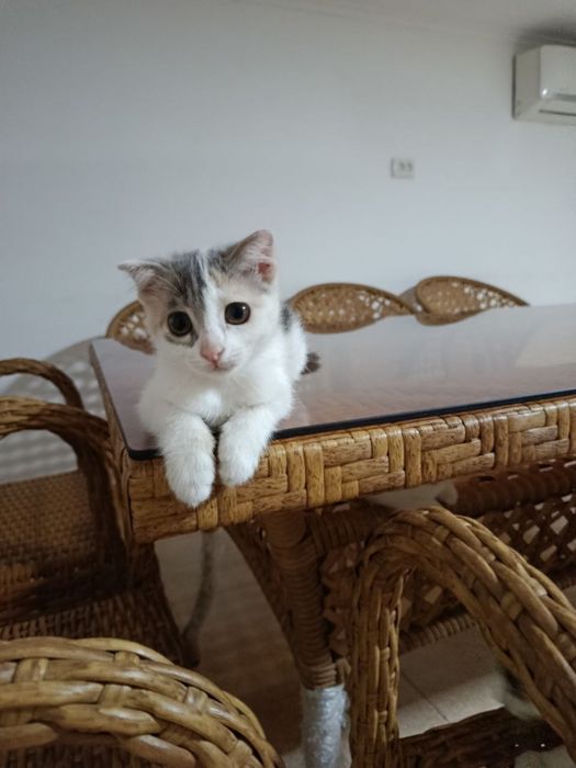 Mushuk pishak beriladi