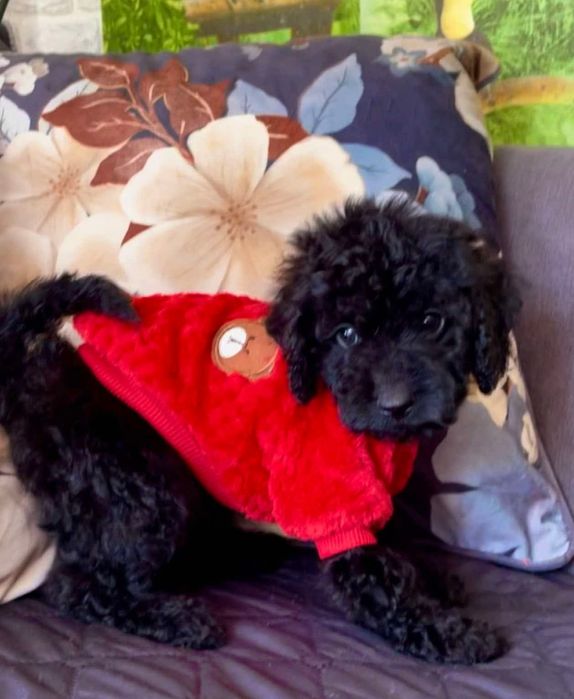 Мини пудел - пудел