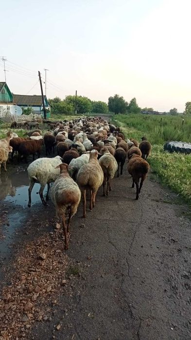 Продам овец оптом