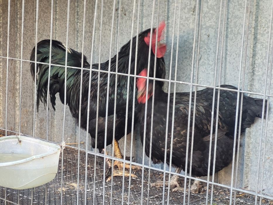Pereche Pasari australorp