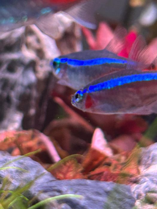 pesti neoni albastrii