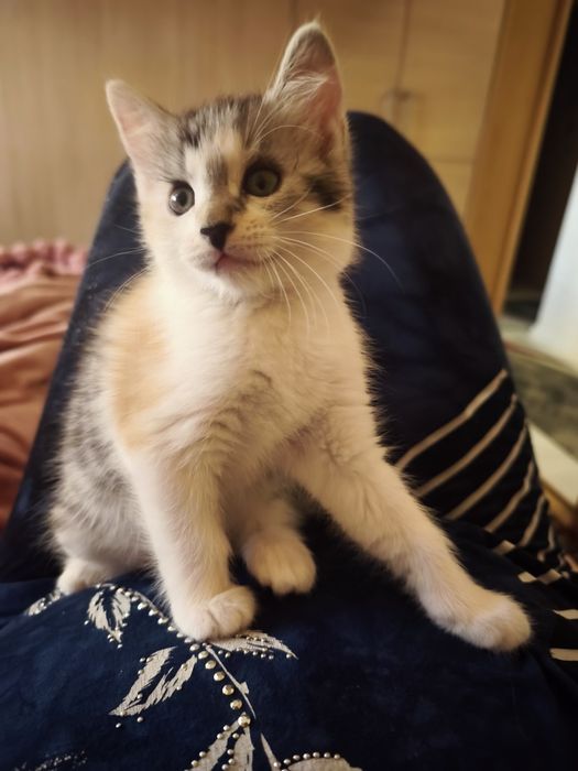 Puiuți adorabili pentru adopție