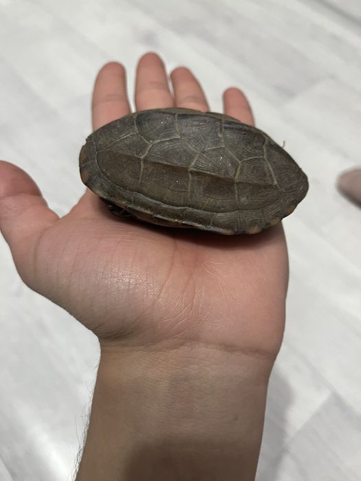 Черепаха , преснаводная