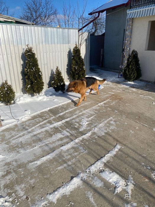 Ciobanesc german (Mascul)