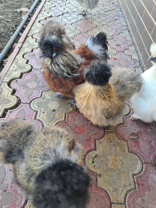 Perechi matase japoneza