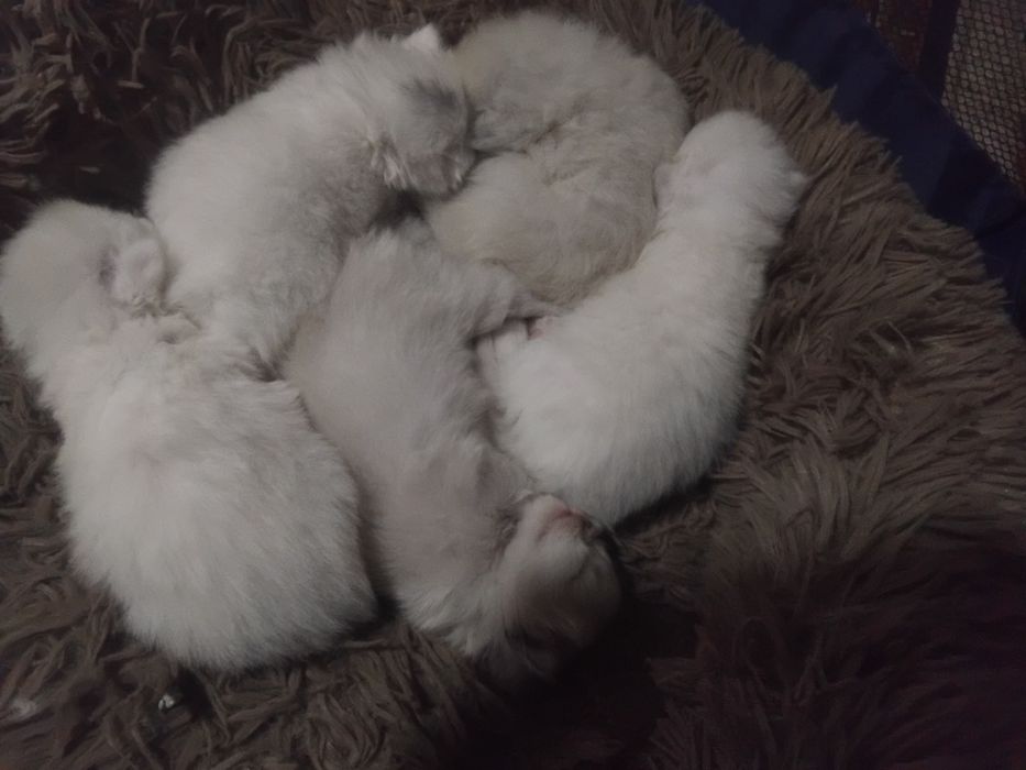 Скотиш фолд старает хеланд бронга