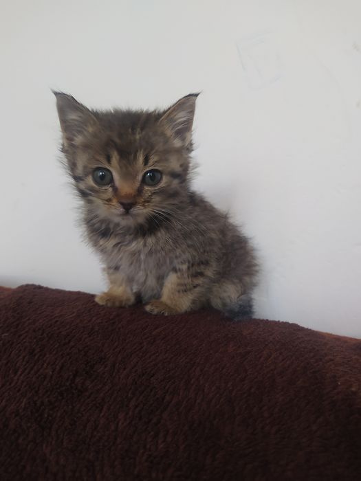 Megan Fox porno tomosha