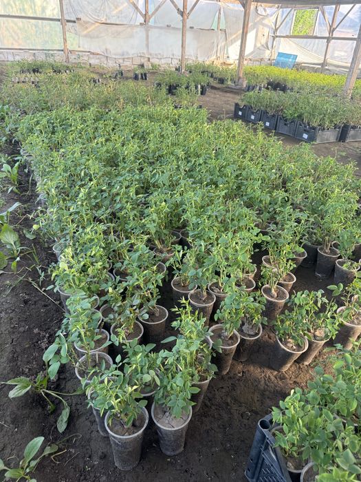 Саженцы Розы 9 видов