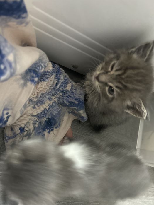 милые котята 1 месяц