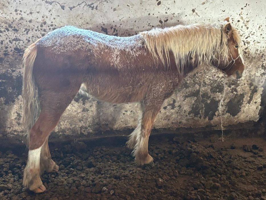 Жеребец на продажу