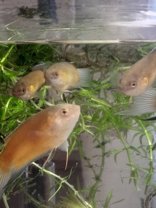 Аквариумные рыбки