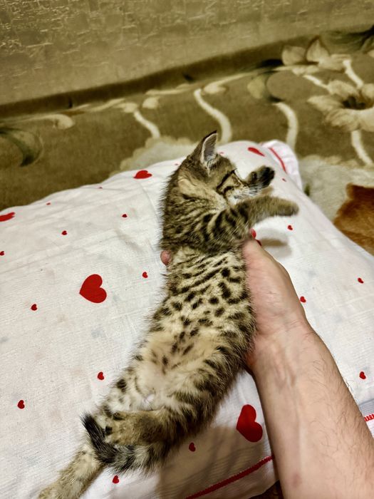 Котёнок тигровый окрас! Девочка Очень красивая