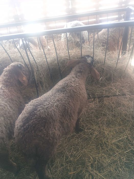 Агнета 20- 30 килограма