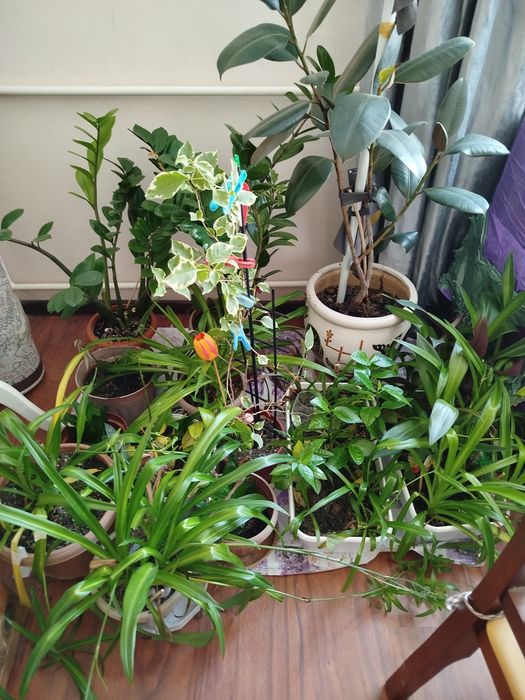 Продам домашние цветы