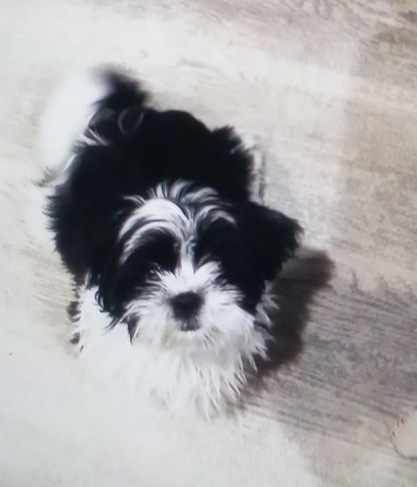 Ши-тцу девочка ищет жениха