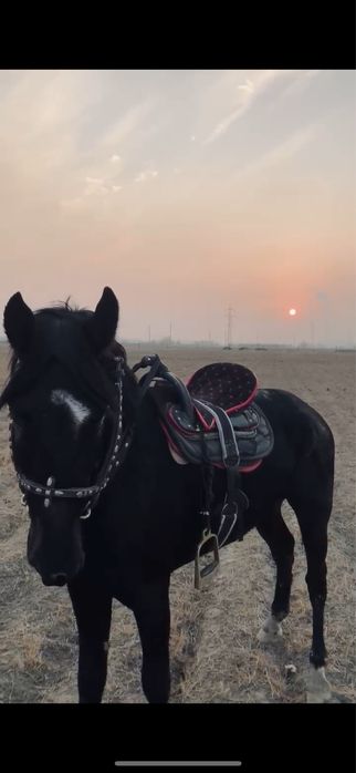 Құнан сатылады молодой тез арада