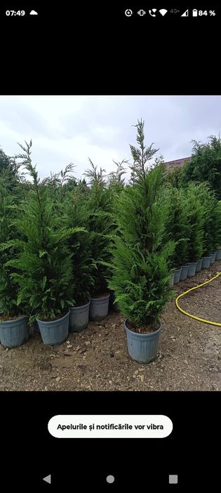 Leylandii gard viu / Copaci /Tei / Platan