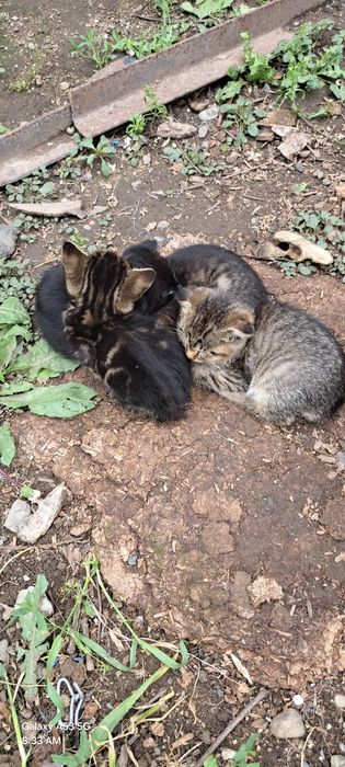 Продам вислоухих котяток.