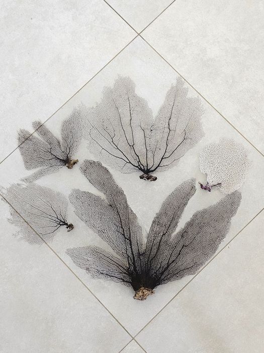 Кораллы , ракушки