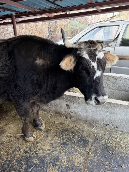 Дау сиыр сатылады