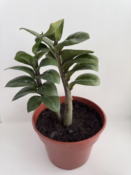 Замиокулькас Зензи