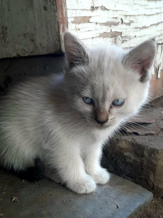 Отдам котят в добрые руки.